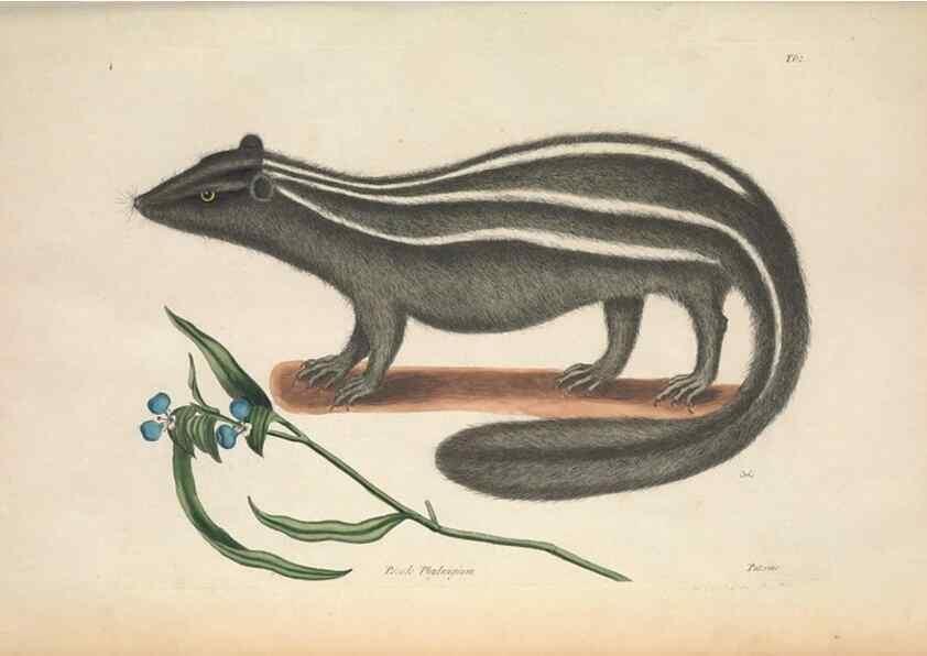 Reproducción/Reproduction 49456718353: The natural history of Carolina, Florida, and the Bahama Islands :. London :Printed for B. White,1771.. 