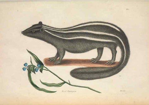 Reproducción/Reproduction 49456718353: The natural history of Carolina, Florida, and the Bahama Islands :. London :Printed for B. White,1771.. 