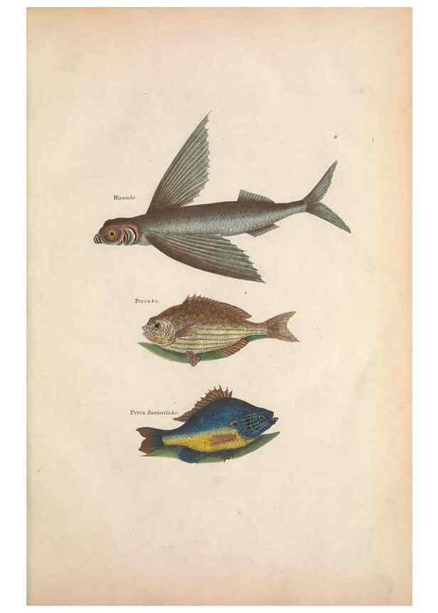 Reproducción/Reproduction 49457408317: The natural history of Carolina, Florida, and the Bahama Islands :. London :Printed for B. White,1771.. 