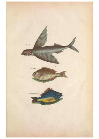 Reproducción/Reproduction 49457408317: The natural history of Carolina, Florida, and the Bahama Islands :. London :Printed for B. White,1771.. 