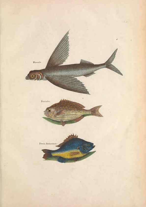 Reproducción/Reproduction 49457408317: The natural history of Carolina, Florida, and the Bahama Islands :. London :Printed for B. White,1771.. 