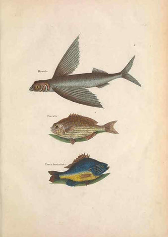 Reproducción/Reproduction 49457408317: The natural history of Carolina, Florida, and the Bahama Islands :. London :Printed for B. White,1771.. 