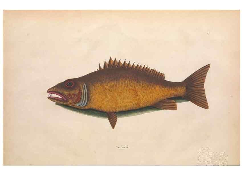 Reproducción/Reproduction 49456703568: The natural history of Carolina, Florida, and the Bahama Islands :. London :Printed for B. White,1771.. 
