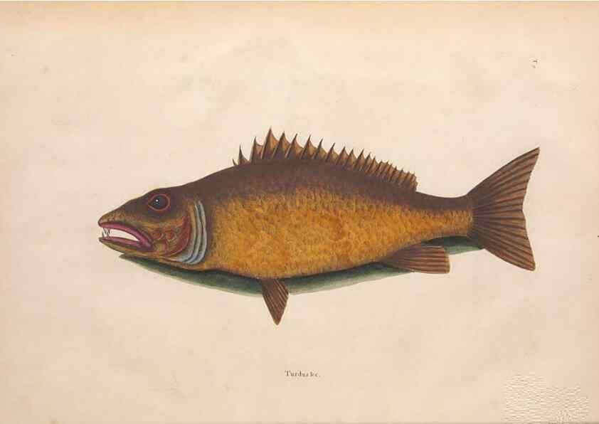Reproducción/Reproduction 49456703568: The natural history of Carolina, Florida, and the Bahama Islands :. London :Printed for B. White,1771.. 