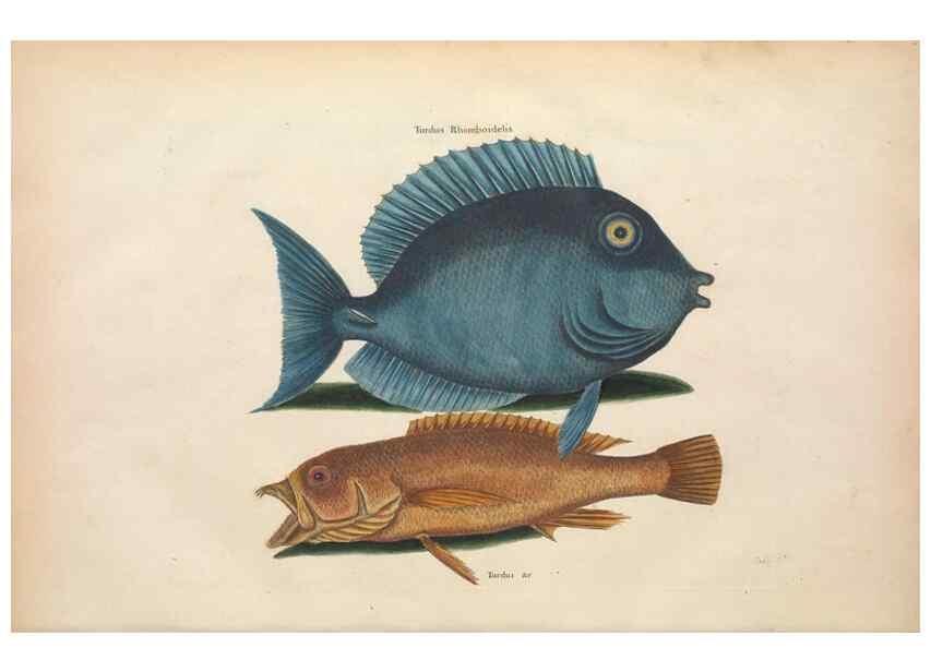 Reproducción/Reproduction 49457408982: The natural history of Carolina, Florida, and the Bahama Islands :. London :Printed for B. White,1771.. 