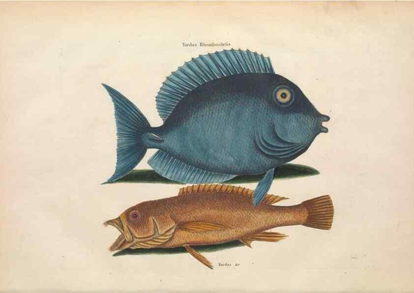 Reproducción/Reproduction 49457408982: The natural history of Carolina, Florida, and the Bahama Islands :. London :Printed for B. White,1771.. 