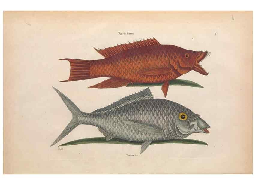 Reproducción/Reproduction 49457409262: The natural history of Carolina, Florida, and the Bahama Islands :. London :Printed for B. White,1771.. 