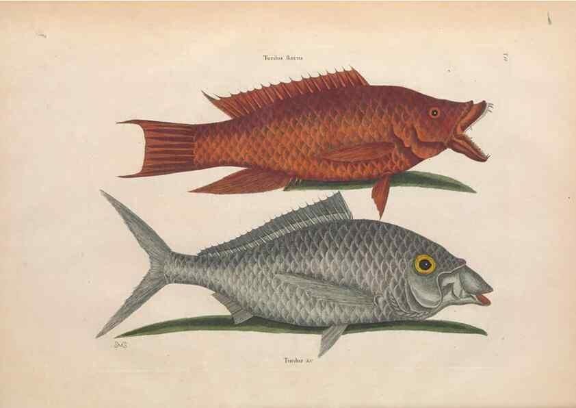 Reproducción/Reproduction 49457409262: The natural history of Carolina, Florida, and the Bahama Islands :. London :Printed for B. White,1771.. 