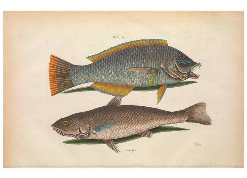 Reproducción/Reproduction 49457409612: The natural history of Carolina, Florida, and the Bahama Islands :. London :Printed for B. White,1771.. 