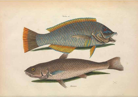 Reproducción/Reproduction 49457409612: The natural history of Carolina, Florida, and the Bahama Islands :. London :Printed for B. White,1771.. 