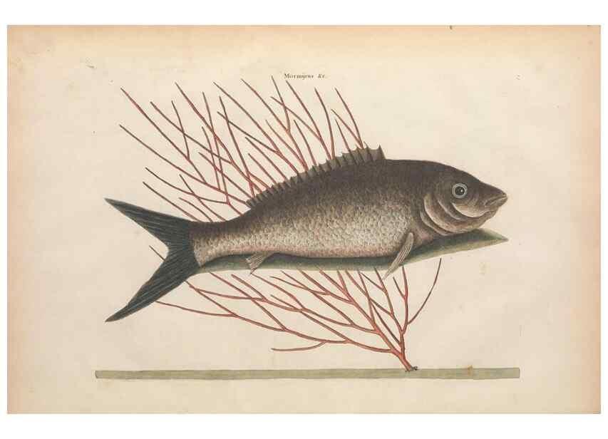 Reproducción/Reproduction 49457176821: The natural history of Carolina, Florida, and the Bahama Islands :. London :Printed for B. White,1771.. 