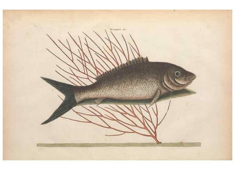 Reproducción/Reproduction 49457176821: The natural history of Carolina, Florida, and the Bahama Islands :. London :Printed for B. White,1771.. 