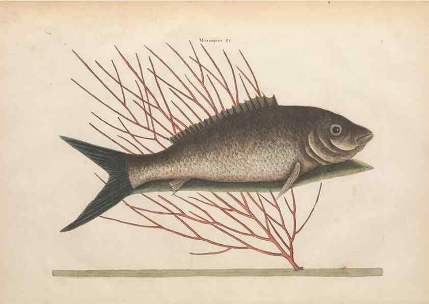 Reproducción/Reproduction 49457176821: The natural history of Carolina, Florida, and the Bahama Islands :. London :Printed for B. White,1771.. 