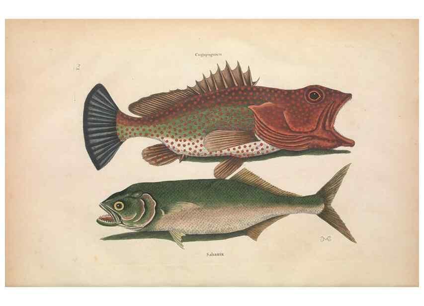 Reproducción/Reproduction 49457410327: The natural history of Carolina, Florida, and the Bahama Islands :. London :Printed for B. White,1771.. 