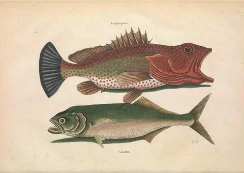 Reproducción/Reproduction 49457410327: The natural history of Carolina, Florida, and the Bahama Islands :. London :Printed for B. White,1771.. 