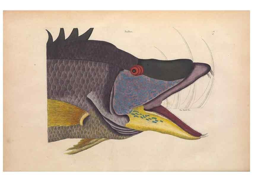 Reproducción/Reproduction 49456705428: The natural history of Carolina, Florida, and the Bahama Islands :. London :Printed for B. White,1771.. 
