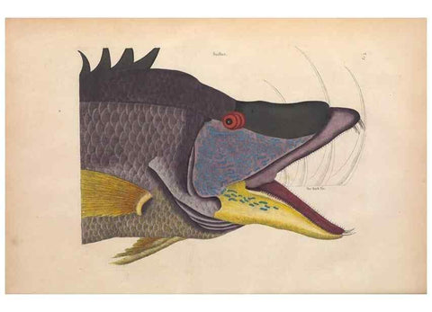 Reproducción/Reproduction 49456705428: The natural history of Carolina, Florida, and the Bahama Islands :. London :Printed for B. White,1771.. 