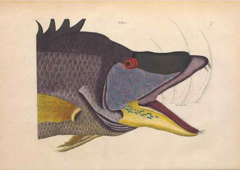 Reproducción/Reproduction 49456705428: The natural history of Carolina, Florida, and the Bahama Islands :. London :Printed for B. White,1771.. 