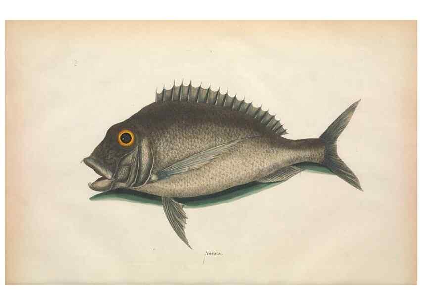 Reproducción/Reproduction 49456705718: The natural history of Carolina, Florida, and the Bahama Islands :. London :Printed for B. White,1771.. 