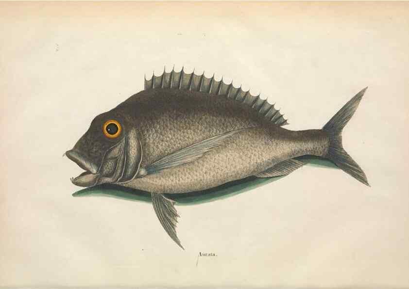 Reproducción/Reproduction 49456705718: The natural history of Carolina, Florida, and the Bahama Islands :. London :Printed for B. White,1771.. 