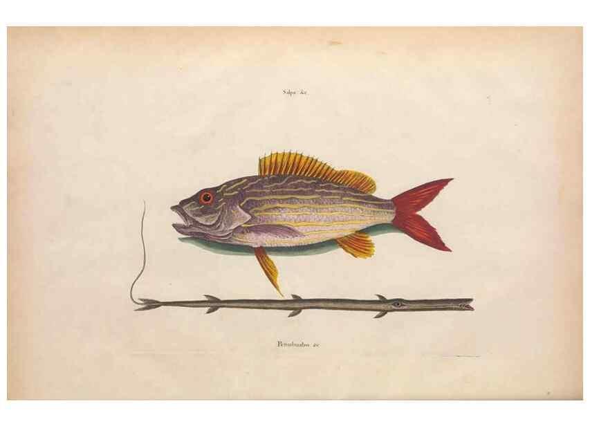 Reproducción/Reproduction 49457411177: The natural history of Carolina, Florida, and the Bahama Islands :. London :Printed for B. White,1771.. 