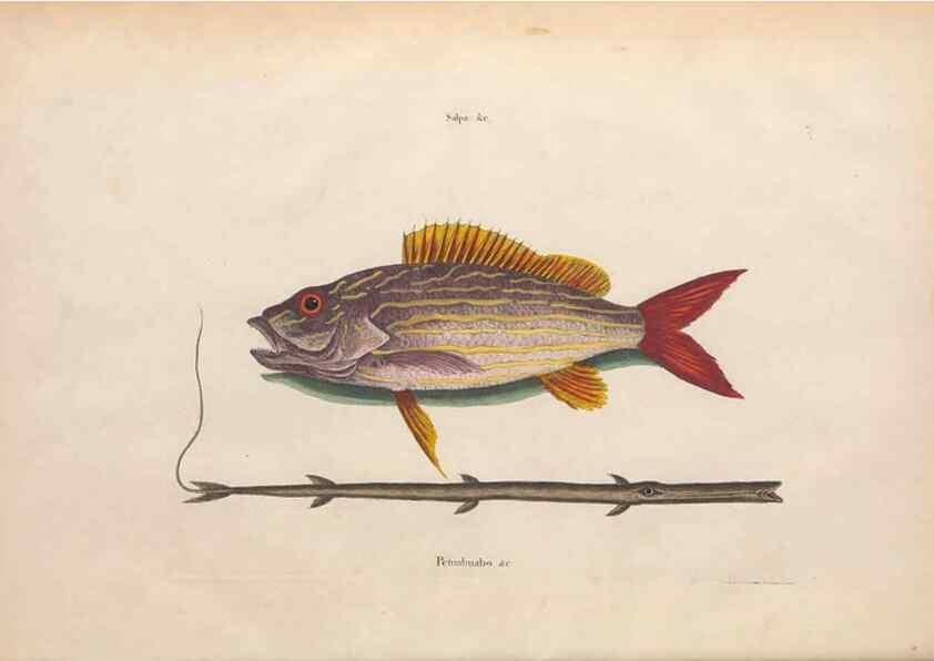 Reproducción/Reproduction 49457411177: The natural history of Carolina, Florida, and the Bahama Islands :. London :Printed for B. White,1771.. 
