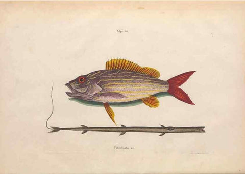 Reproducción/Reproduction 49457411177: The natural history of Carolina, Florida, and the Bahama Islands :. London :Printed for B. White,1771.. 