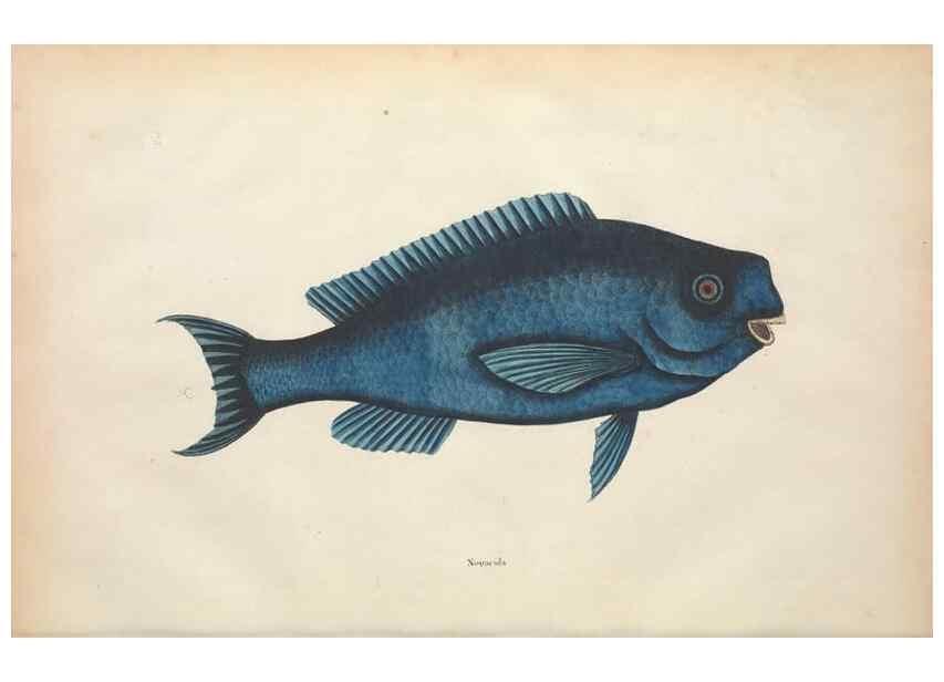 Reproducción/Reproduction 49457411452: The natural history of Carolina, Florida, and the Bahama Islands :. London :Printed for B. White,1771.. 