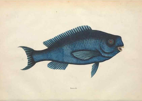 Reproducción/Reproduction 49457411452: The natural history of Carolina, Florida, and the Bahama Islands :. London :Printed for B. White,1771.. 