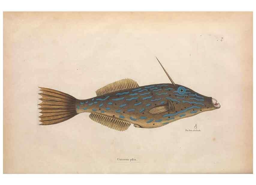 Reproducción/Reproduction 49457411687: The natural history of Carolina, Florida, and the Bahama Islands :. London :Printed for B. White,1771.. 