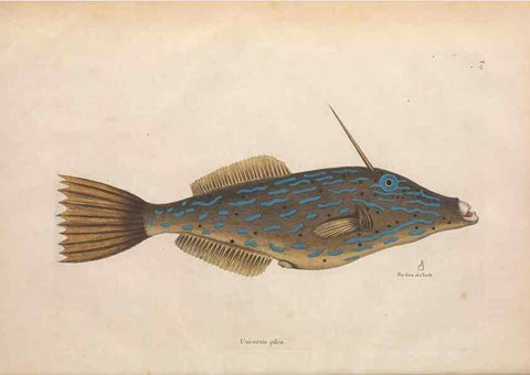 Reproducción/Reproduction 49457411687: The natural history of Carolina, Florida, and the Bahama Islands :. London :Printed for B. White,1771.. 
