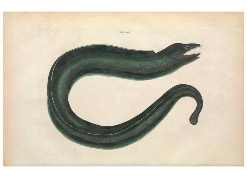Reproducción/Reproduction 49456706708: The natural history of Carolina, Florida, and the Bahama Islands :. London :Printed for B. White,1771.. 