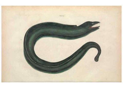 Reproducción/Reproduction 49456706708: The natural history of Carolina, Florida, and the Bahama Islands :. London :Printed for B. White,1771.. 