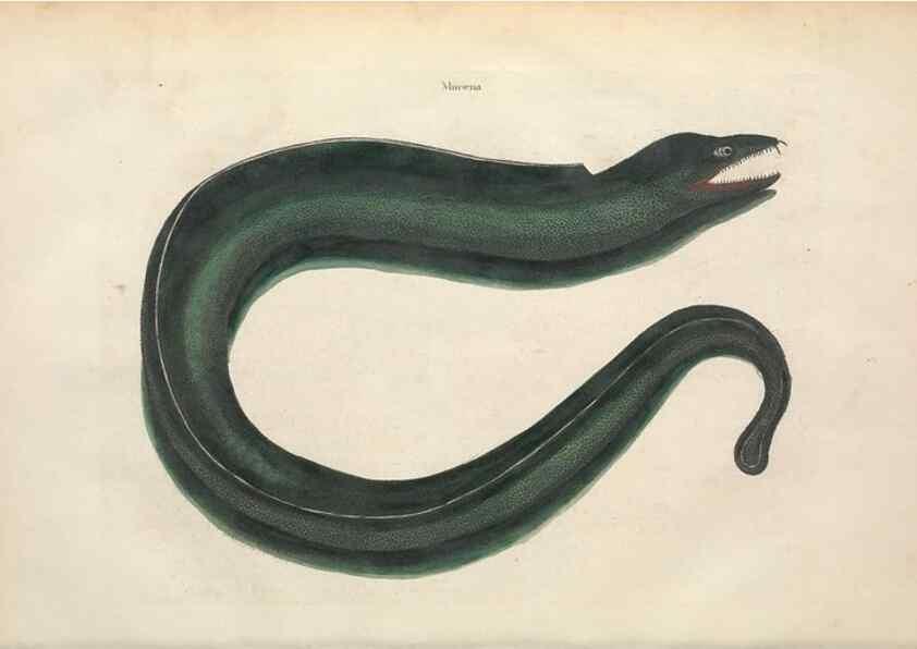 Reproducción/Reproduction 49456706708: The natural history of Carolina, Florida, and the Bahama Islands :. London :Printed for B. White,1771.. 
