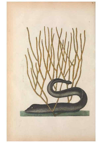 Reproducción/Reproduction 49457178946: The natural history of Carolina, Florida, and the Bahama Islands :. London :Printed for B. White,1771.. 