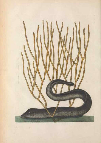 Reproducción/Reproduction 49457178946: The natural history of Carolina, Florida, and the Bahama Islands :. London :Printed for B. White,1771.. 