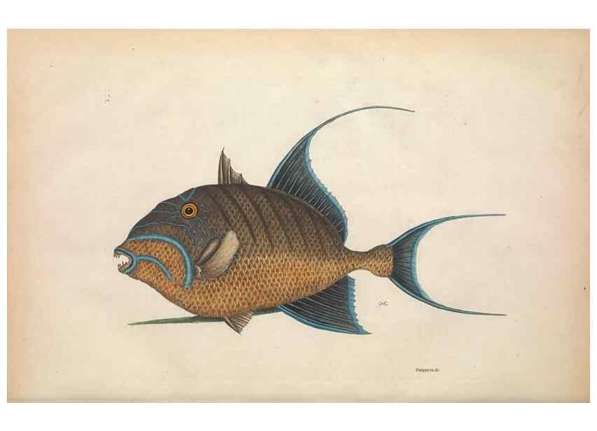 Reproducción/Reproduction 49457412502: The natural history of Carolina, Florida, and the Bahama Islands :. London :Printed for B. White,1771.. 