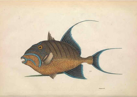 Reproducción/Reproduction 49457412502: The natural history of Carolina, Florida, and the Bahama Islands :. London :Printed for B. White,1771.. 