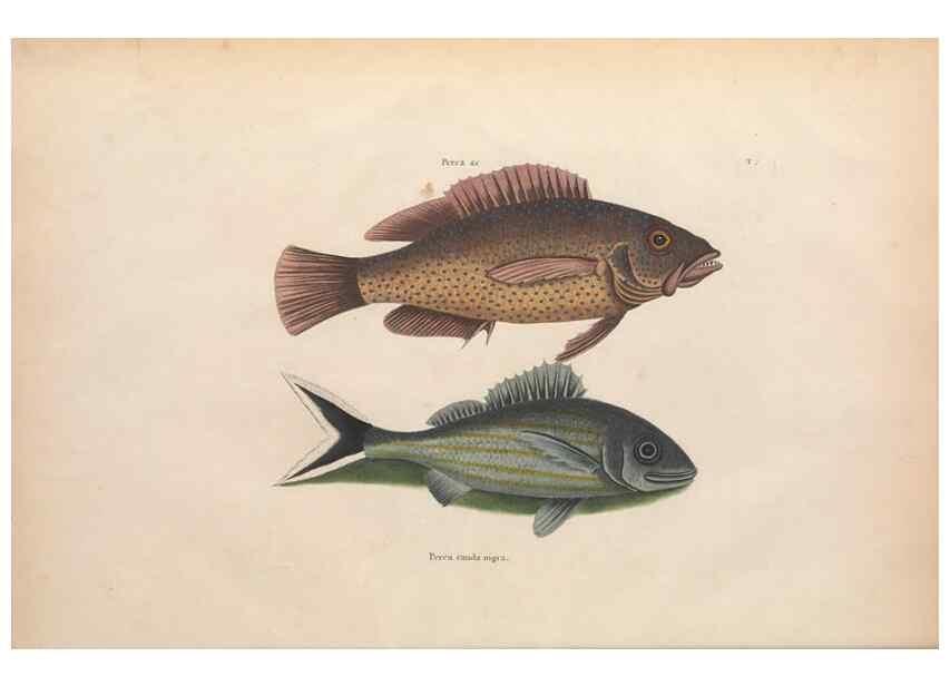 Reproducción/Reproduction 49456702833: The natural history of Carolina, Florida, and the Bahama Islands :. London :Printed for B. White,1771.. 