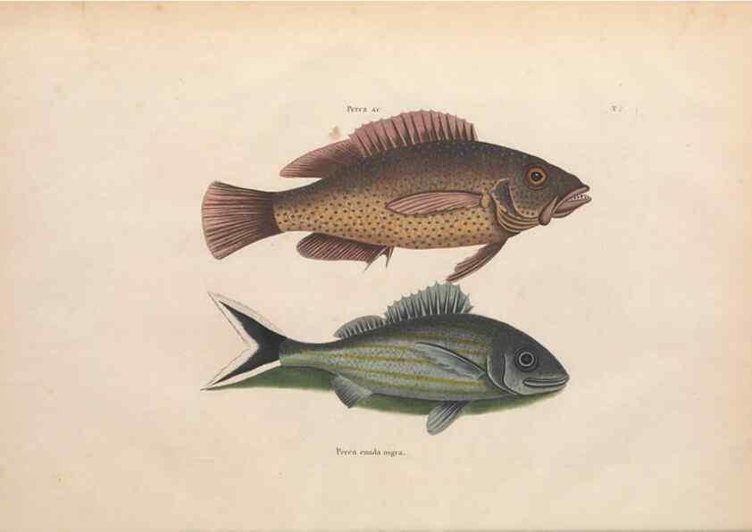 Reproducción/Reproduction 49456702833: The natural history of Carolina, Florida, and the Bahama Islands :. London :Printed for B. White,1771.. 