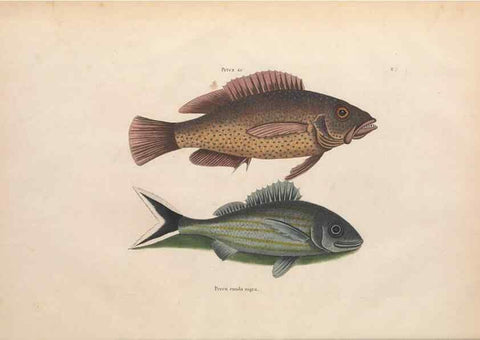Reproducción/Reproduction 49456702833: The natural history of Carolina, Florida, and the Bahama Islands :. London :Printed for B. White,1771.. 