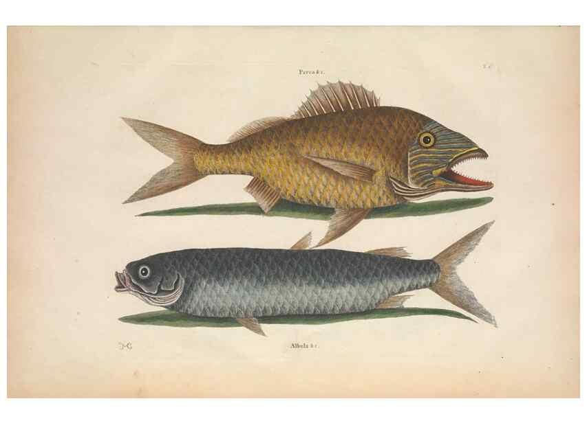 Reproducción/Reproduction 49457407657: The natural history of Carolina, Florida, and the Bahama Islands :. London :Printed for B. White,1771.. 