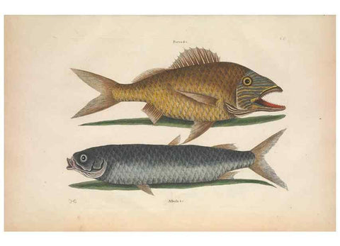 Reproducción/Reproduction 49457407657: The natural history of Carolina, Florida, and the Bahama Islands :. London :Printed for B. White,1771.. 