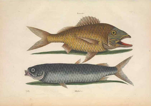 Reproducción/Reproduction 49457407657: The natural history of Carolina, Florida, and the Bahama Islands :. London :Printed for B. White,1771.. 