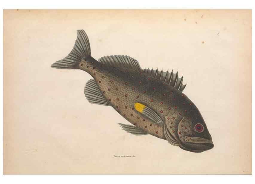 Reproducción/Reproduction 49456702238: The natural history of Carolina, Florida, and the Bahama Islands :. London :Printed for B. White,1771.. 