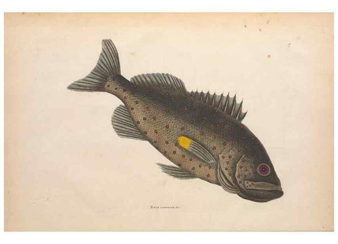Reproducción/Reproduction 49456702238: The natural history of Carolina, Florida, and the Bahama Islands :. London :Printed for B. White,1771.. 