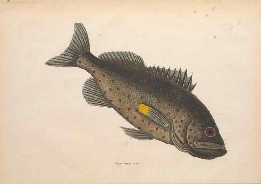 Reproducción/Reproduction 49456702238: The natural history of Carolina, Florida, and the Bahama Islands :. London :Printed for B. White,1771.. 