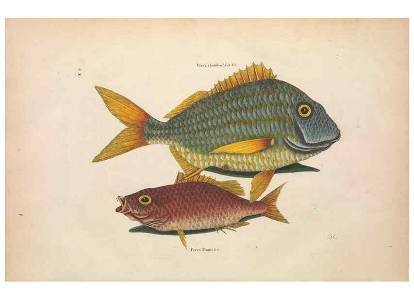Reproducción/Reproduction 49457173826: The natural history of Carolina, Florida, and the Bahama Islands :. London :Printed for B. White,1771.. 