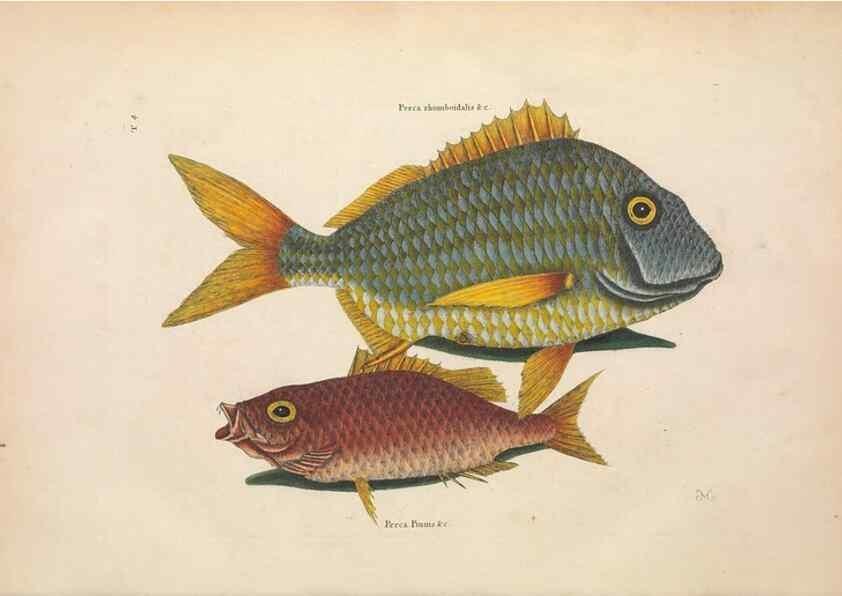 Reproducción/Reproduction 49457173826: The natural history of Carolina, Florida, and the Bahama Islands :. London :Printed for B. White,1771.. 