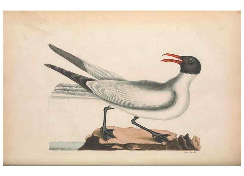 Reproducción/Reproduction 49456883466: The natural history of Carolina, Florida, and the Bahama Islands :. London :Printed for B. White,1771.. 